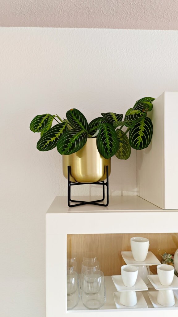 como-decorar-con-plantas-de-interior