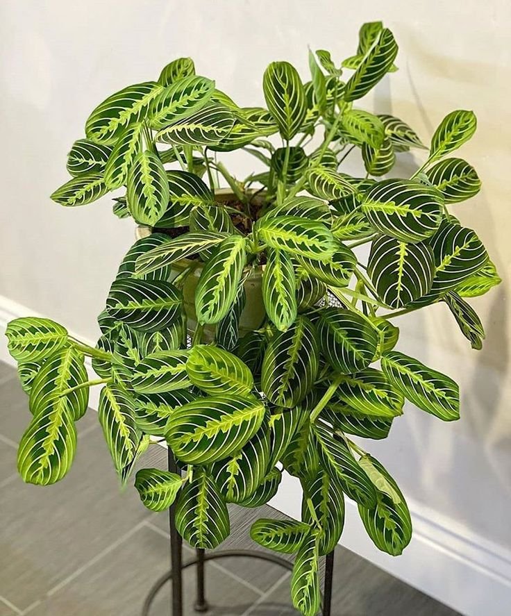 Maranta-Leuconeura-para-decorar