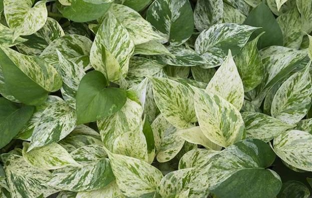 potp-photo-planta-para-decorar