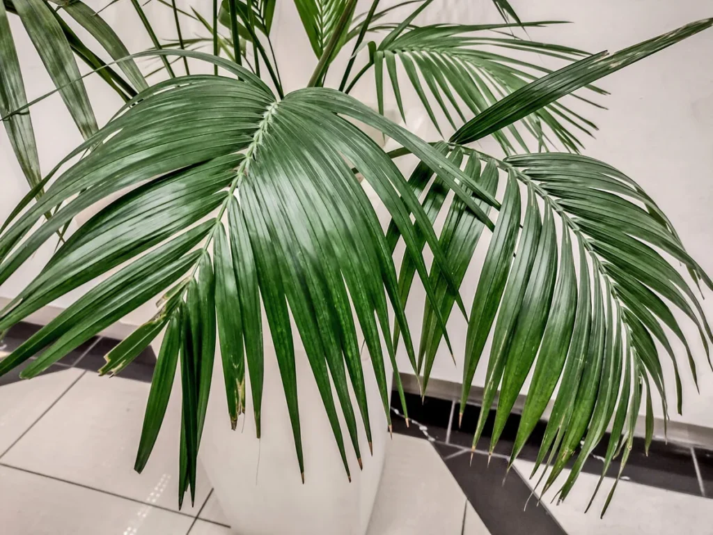kentia-planta-para-decorar