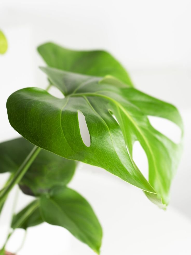 monstera-deliciosa-costilla-de-adan-planta-para-decorar