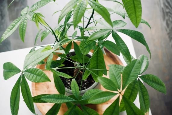 Pachira-Aquatica-Pachira-de-Agua-Castaño-de-Guayaba-para-decorar