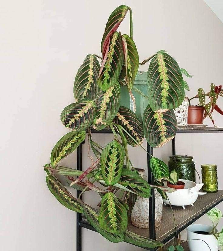 Maranta-Leuconeura-para-decorar