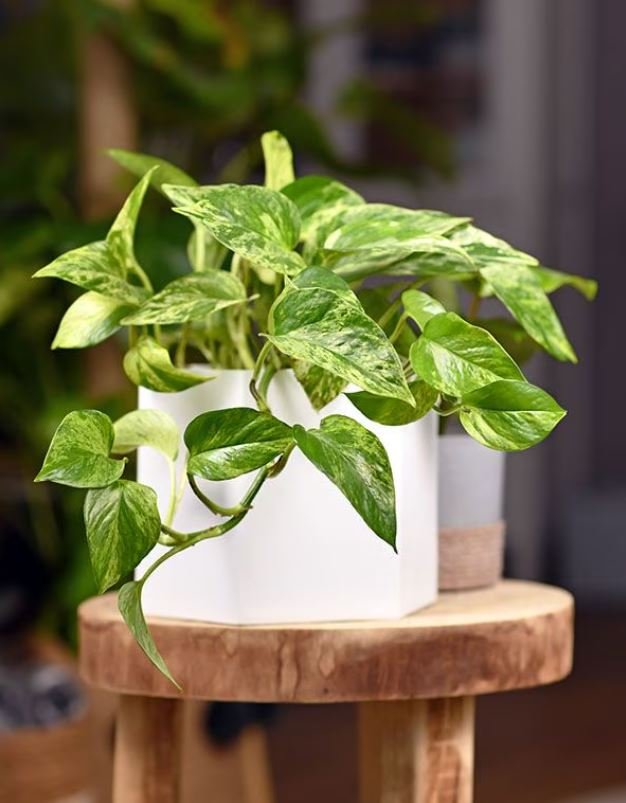 potp-photo-planta-para-decorar