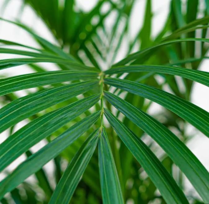 kentia-planta-para-decorar