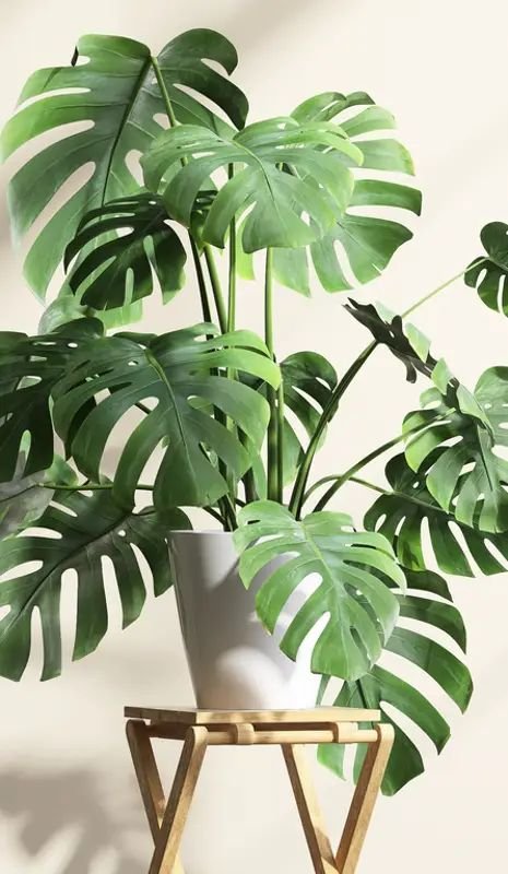 monstera-deliciosa-costilla-de-adan-planta-para-decorar