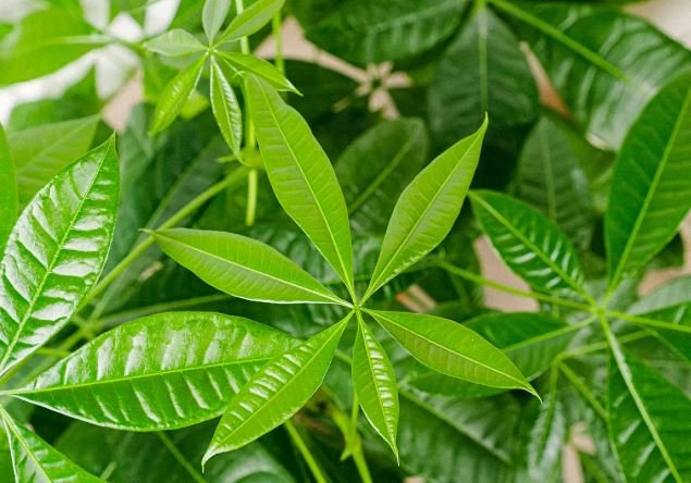 Pachira-Aquatica-Pachira-de-Agua-Castaño-de-Guayaba-para-decorar