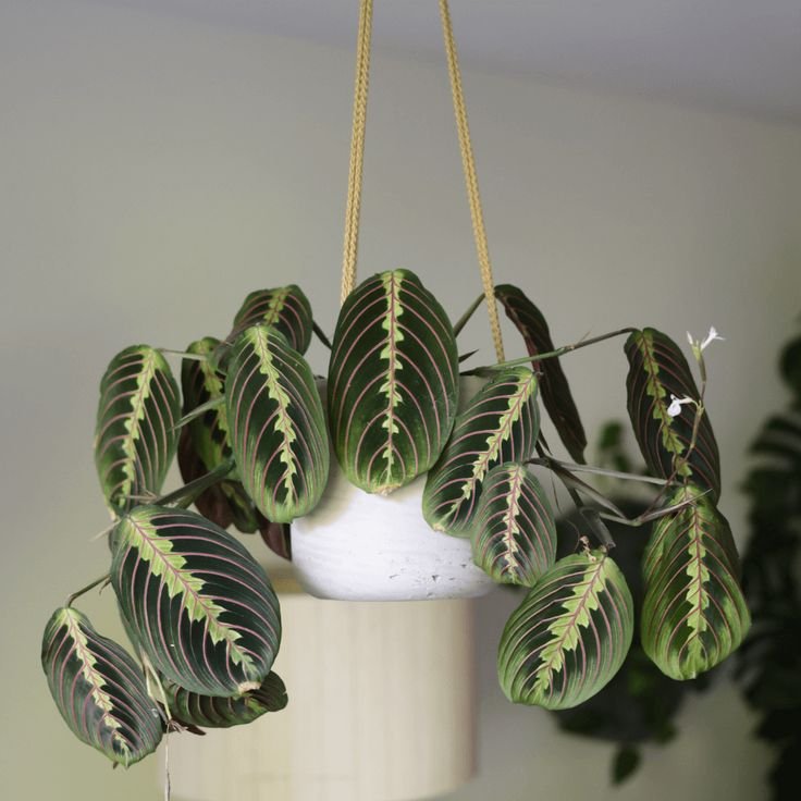 como-decorar-con-plantas-de-interior