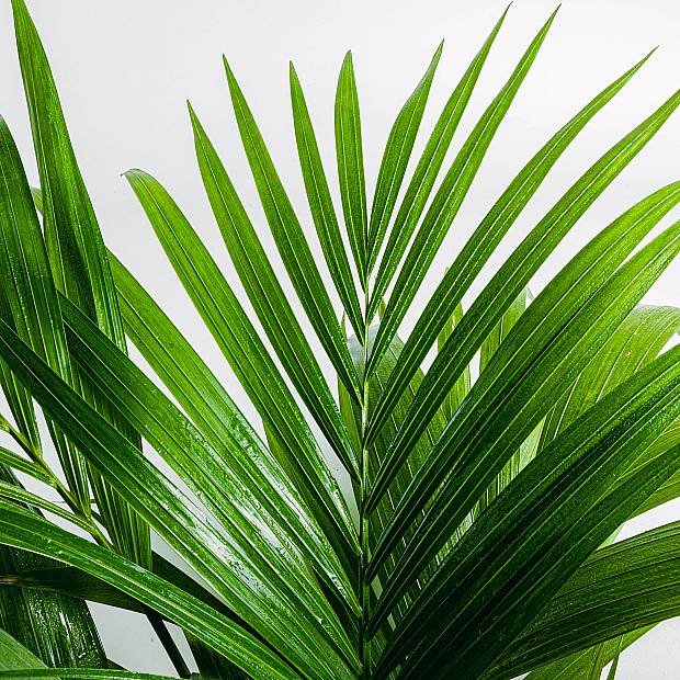 kentia-planta-para-decorar