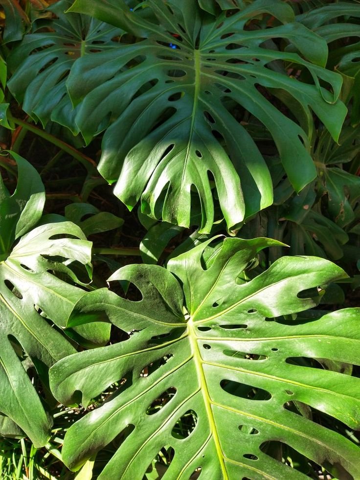 monstera-deliciosa-costilla-de-adan-planta-para-decorar