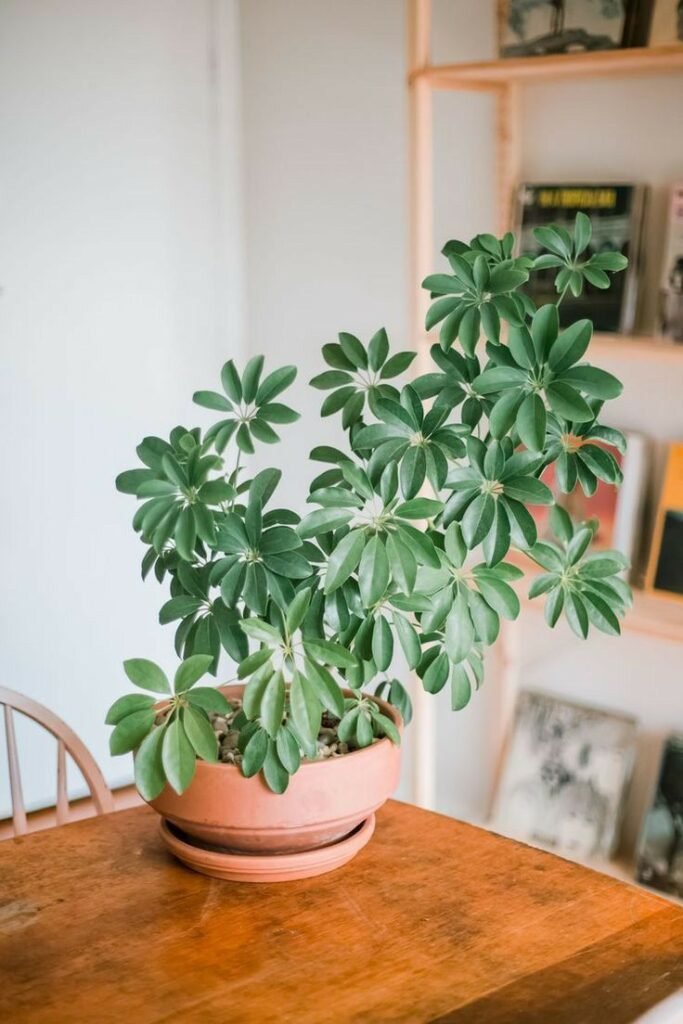 Cheflera-Schefflera-para-decorar