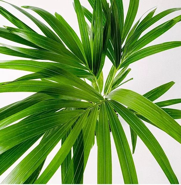 kentia-planta-para-decorar