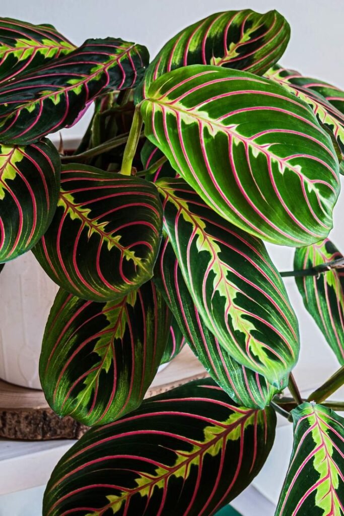 Maranta-Leuconeura-para-decorar