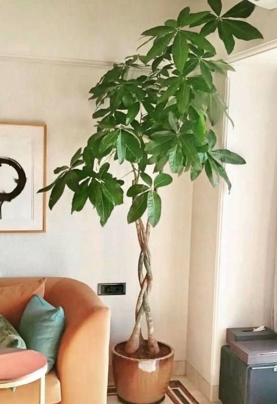 como-decorar-con-plantas-de-interior