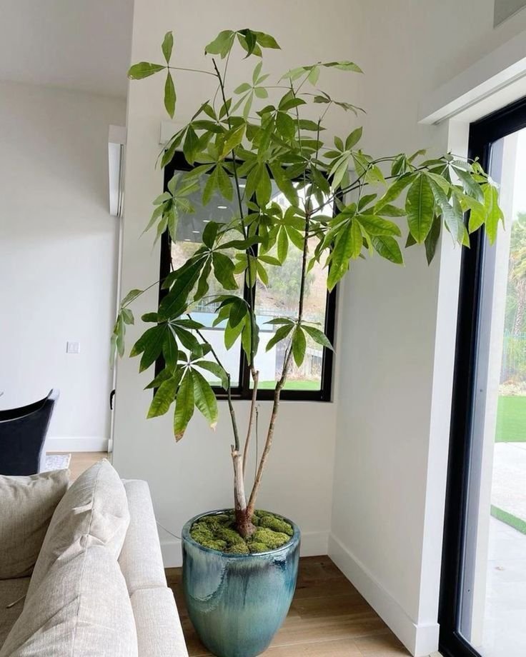 como-decorar-con-plantas-de-interior