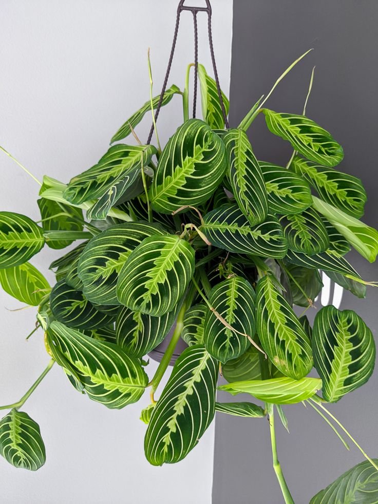 Maranta-Leuconeura-para-decorar