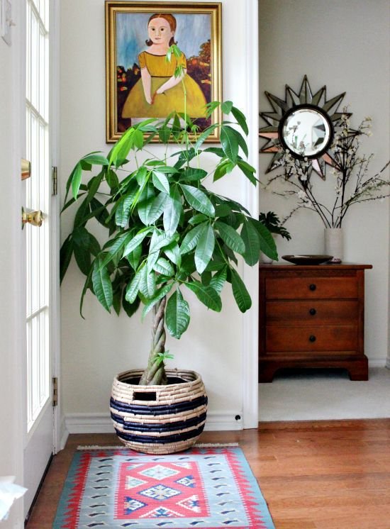 como-decorar-con-plantas-de-interior
