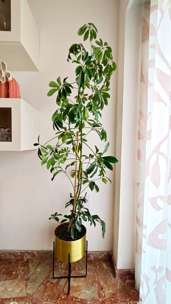 como-decorar-con-plantas-de-interior
