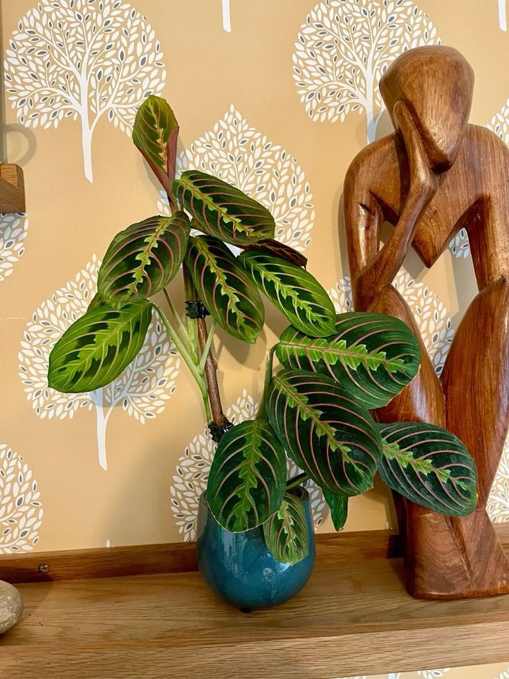 Maranta-Leuconeura-para-decorar
