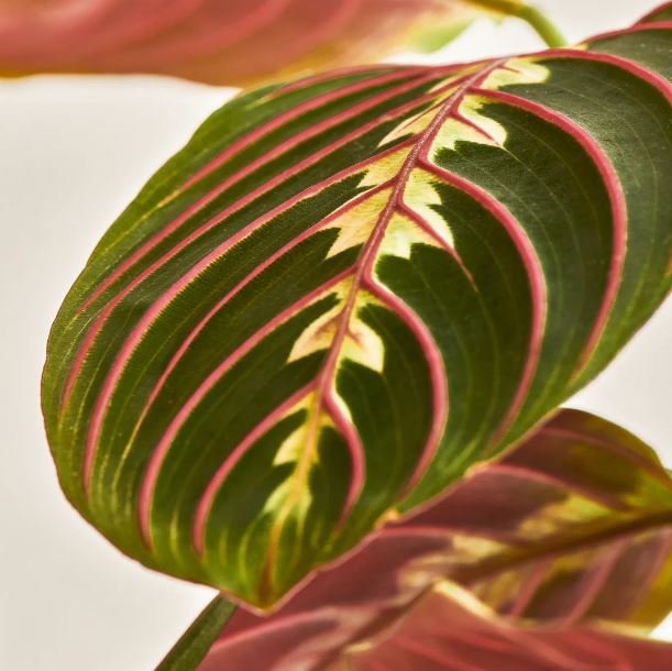 Maranta-Leuconeura-para-decorar