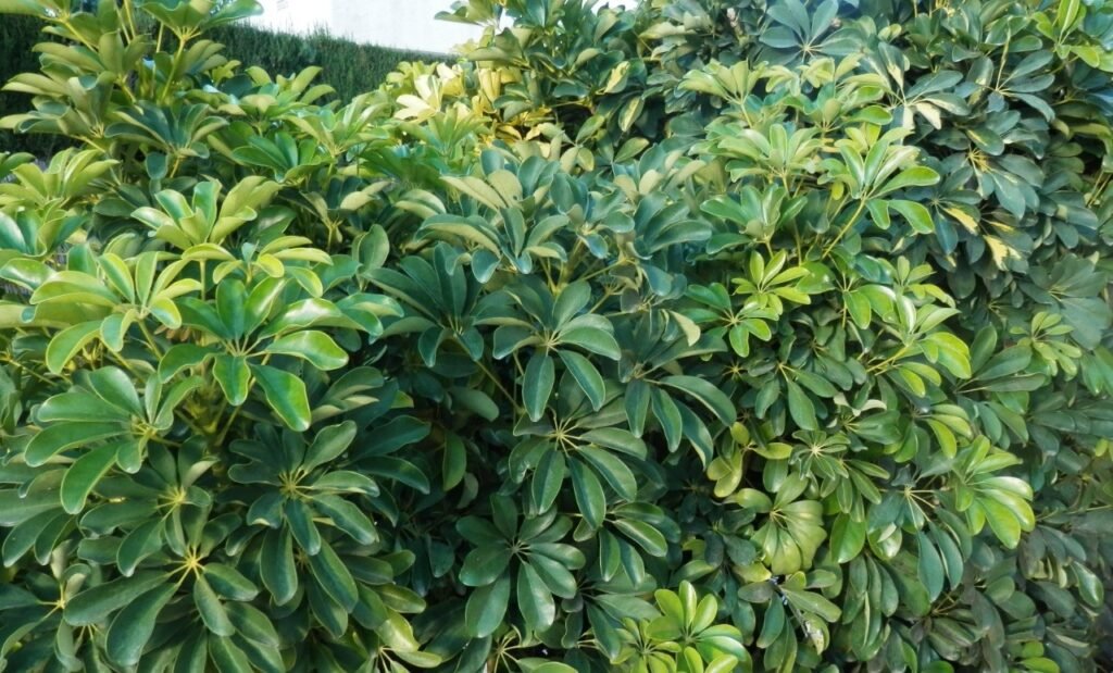 Cheflera-Schefflera-para-decorar