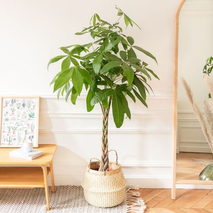 como-decorar-con-plantas-de-interior