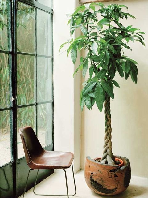 como-decorar-con-plantas-de-interior