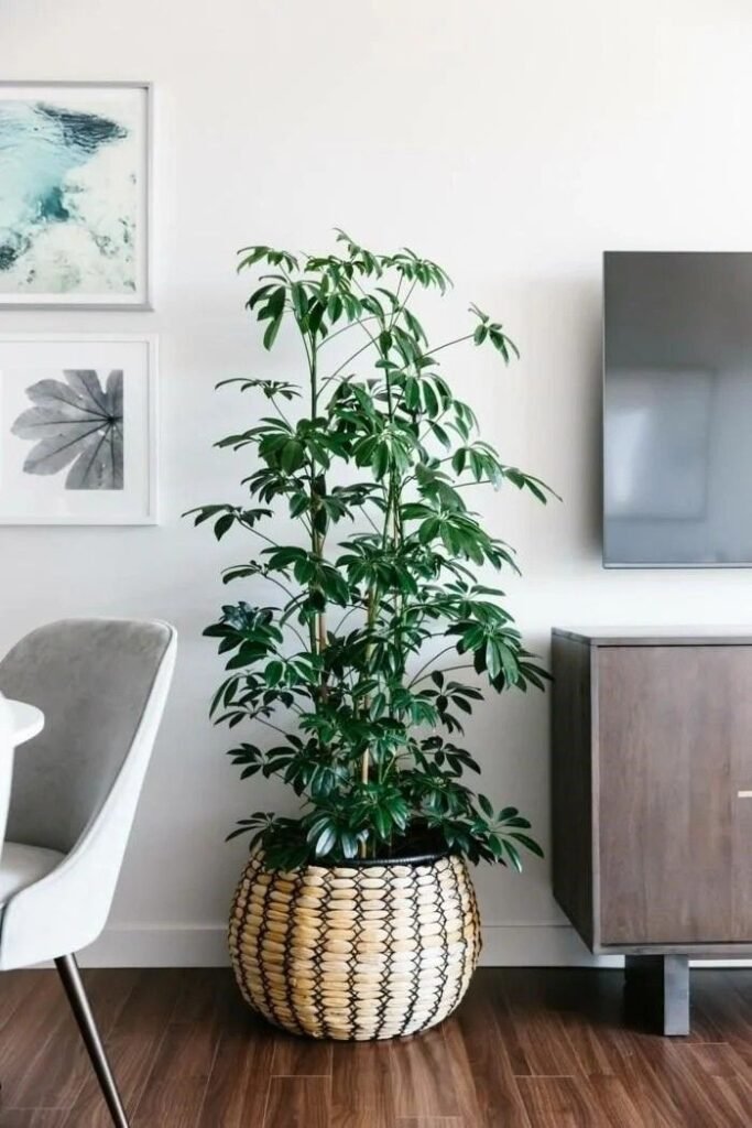 como-decorar-con-plantas-de-interior