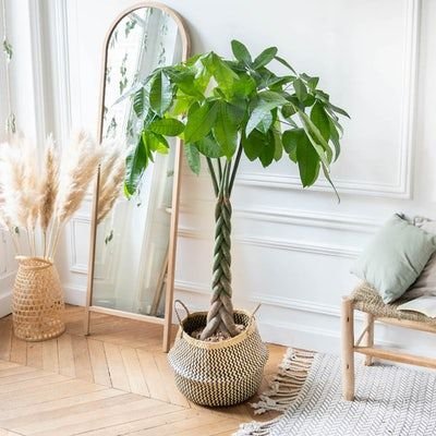 como-decorar-con-plantas-de-interior