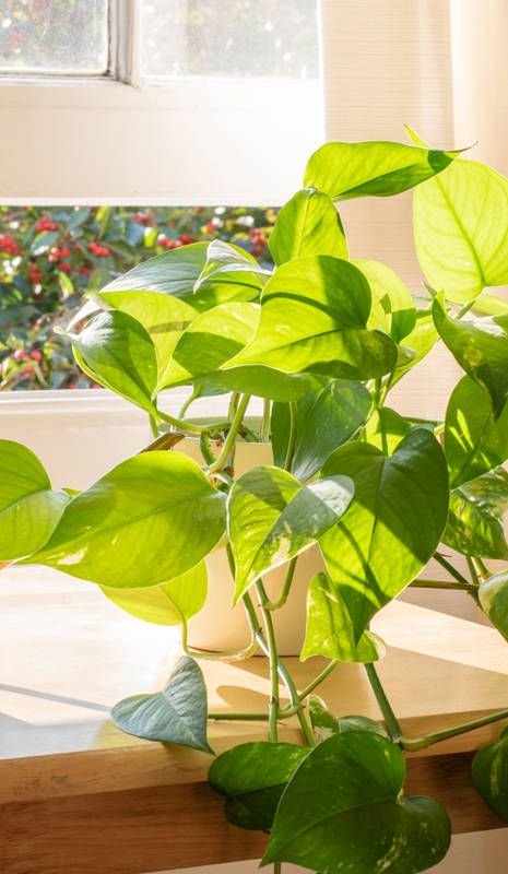 potp-photo-planta-para-decorar