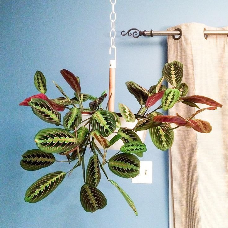 como-decorar-con-plantas-de-interior