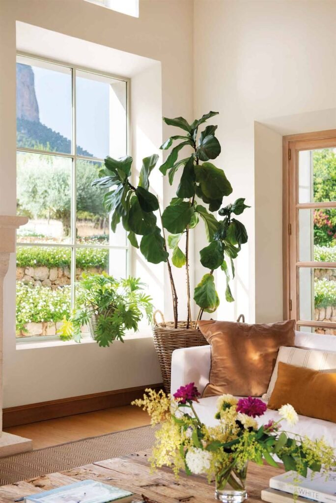 ficus-lyrata-ficus-robusta-para-decorar
