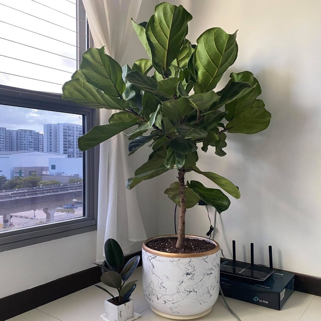 ficus-lyrata-ficus-robusta-para-decorar