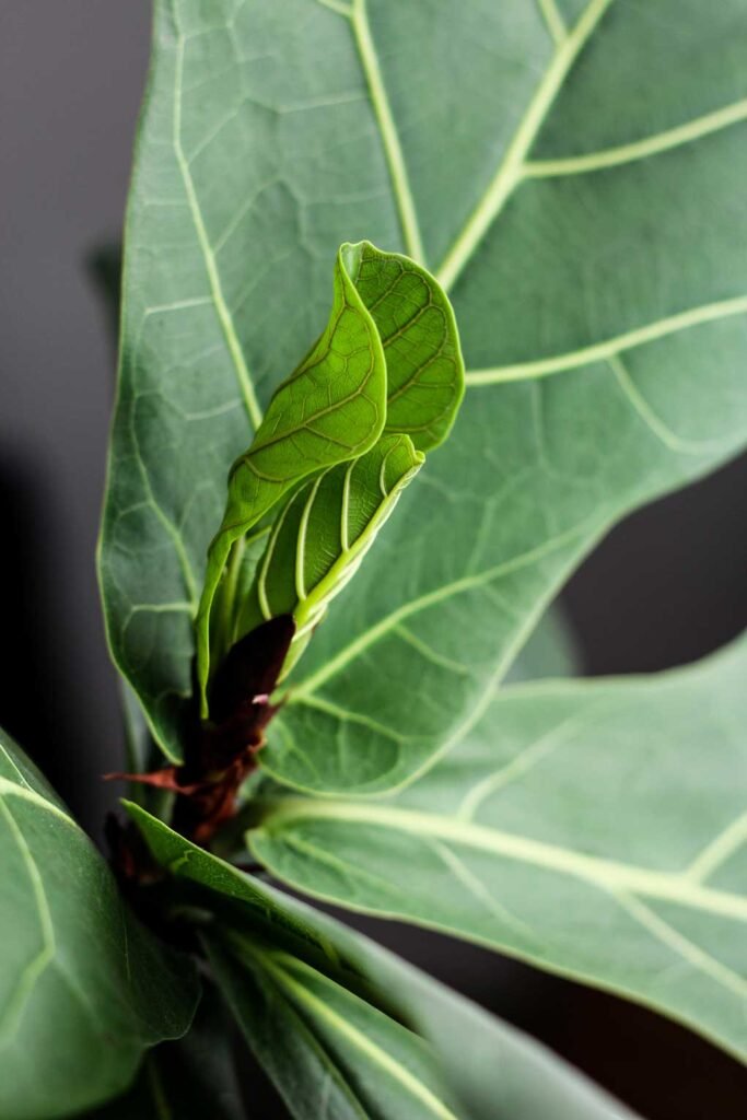 ficus-lyrata-ficus-robusta-para-decorar