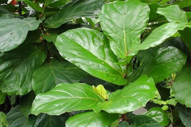 ficus-lyrata-ficus-robusta-para-decorar