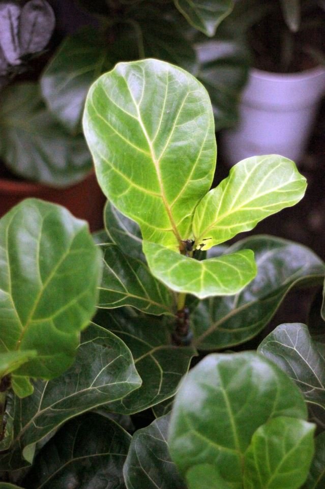 ficus-lyrata-ficus-robusta-para-decorar