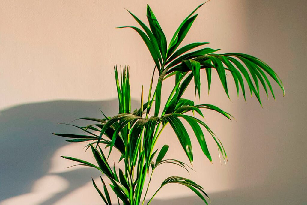 kentia-planta-para-decorar