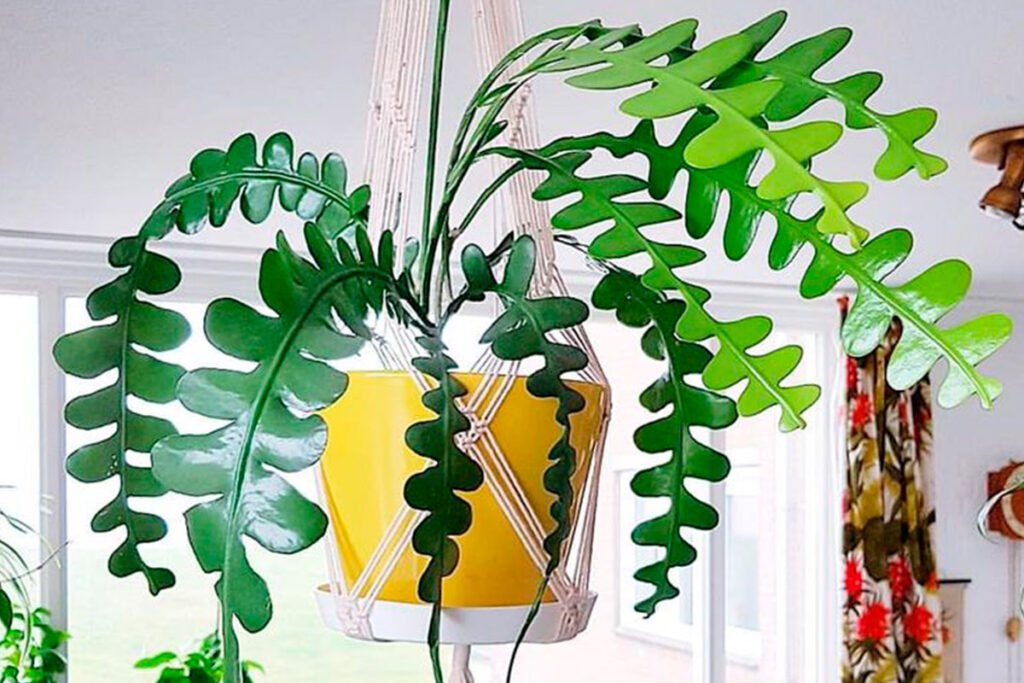 Cactus-zigzag-Cactus-Ric-Rac-Espina-de-pez-para-decorar