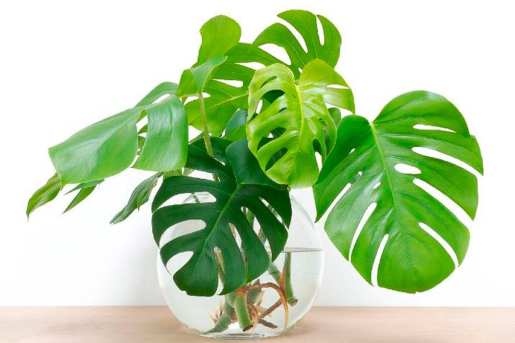 costilla-de-adan-monstera-deliciosa