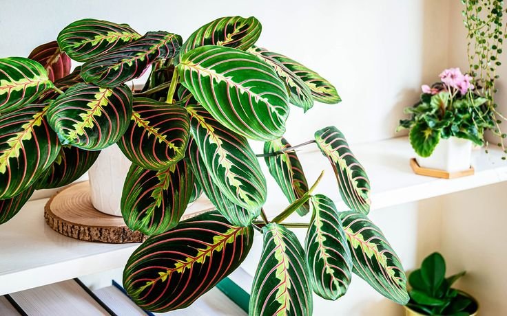 Maranta-Leuconeura-para-decorar