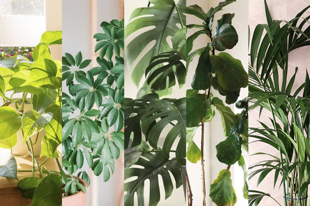las-mejores-plantas-de-interior-resistentes-faciles-de-cuidar