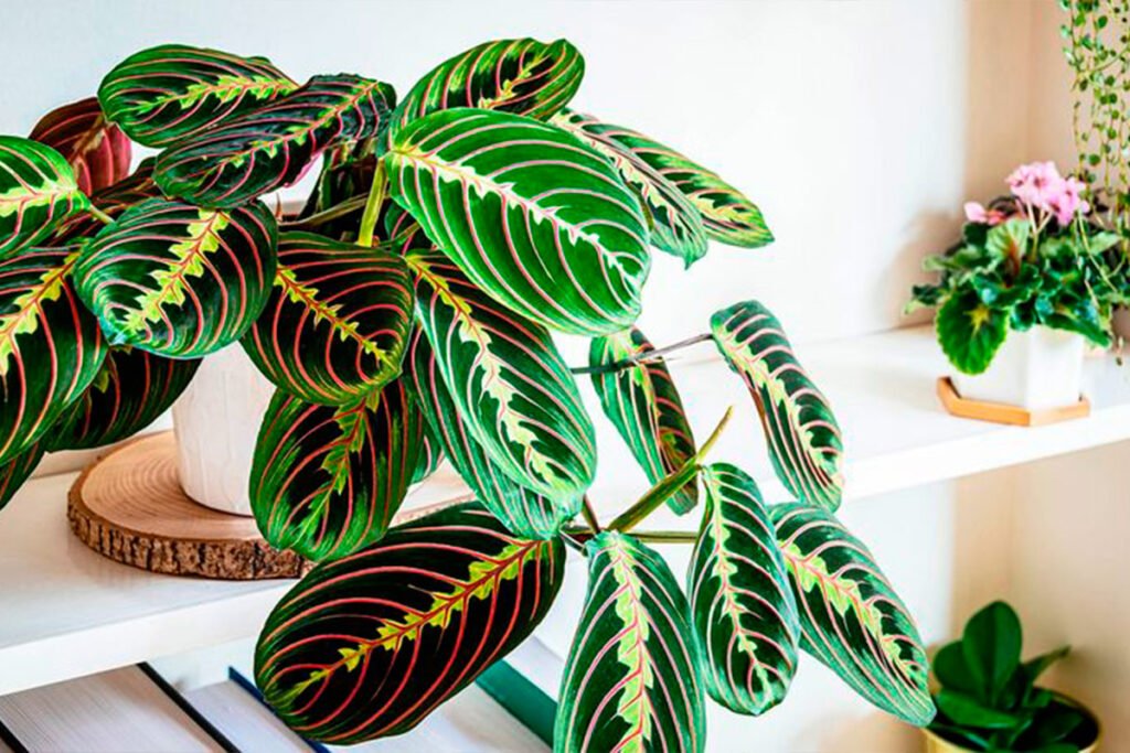 Maranta-Leuconeura-para-decorar