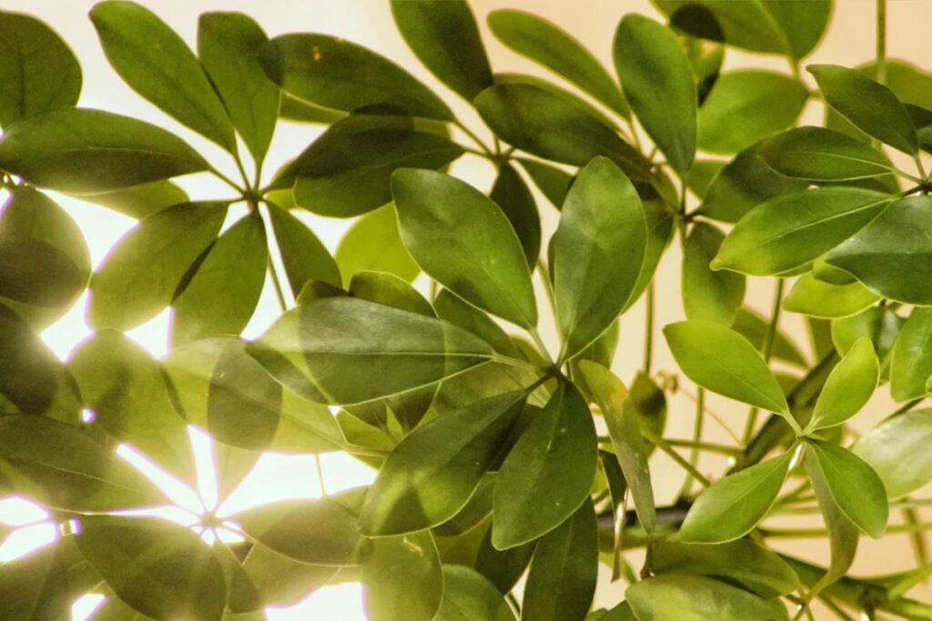 Cheflera-Schefflera-para-decorar