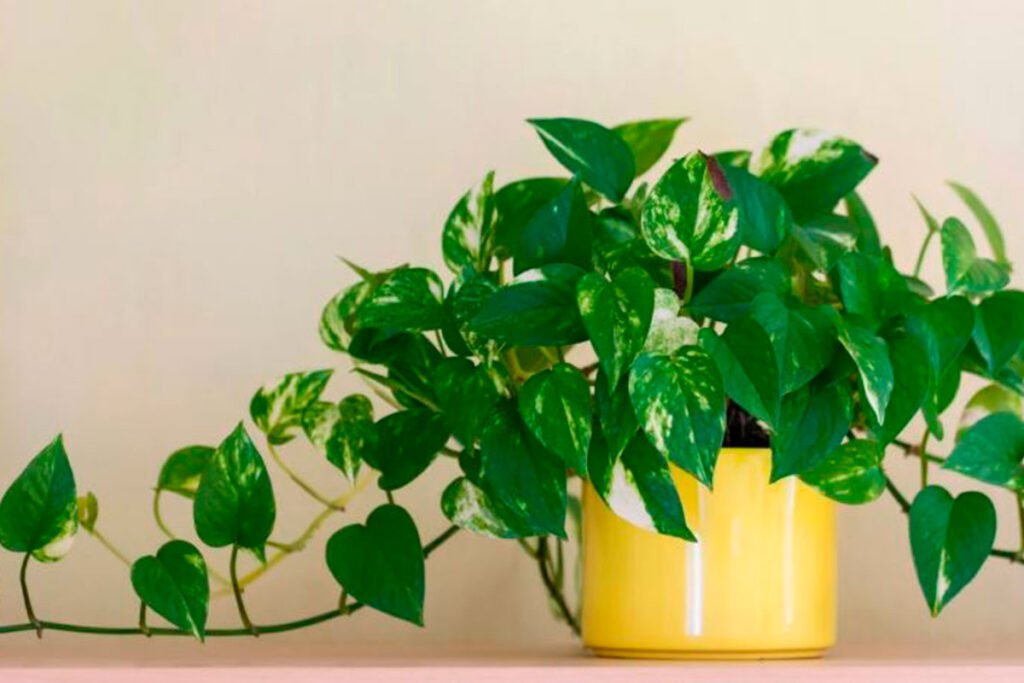 poto-photo-planta-para-decorar