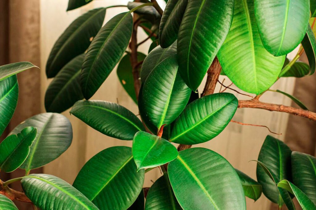 ficus-lyrata-ficus-robusta-para-decorar