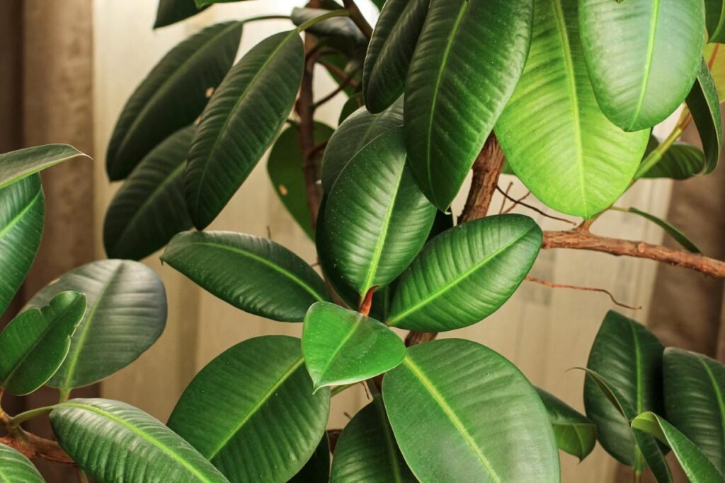 ficus-lyrata-ficus-robusta-para-decorar