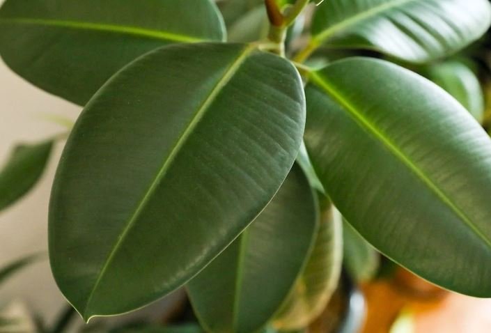 ficus-lyrata-ficus-robusta-para-decorar