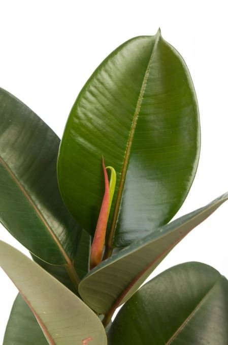 ficus-lyrata-ficus-robusta-para-decorar