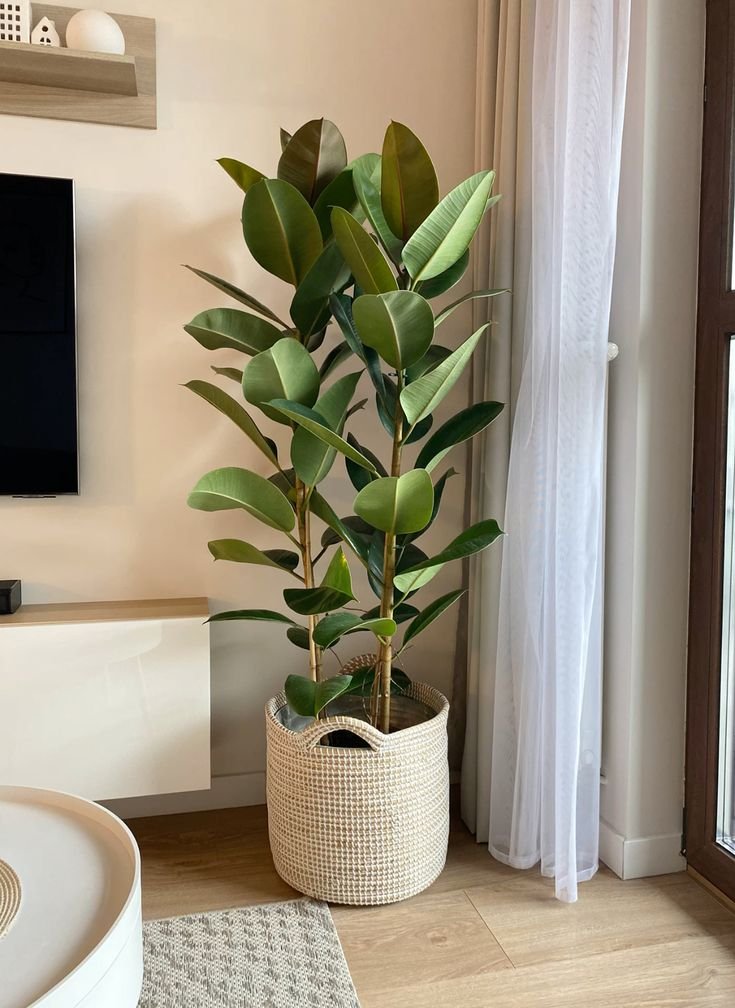 ficus-lyrata-ficus-robusta-para-decorar