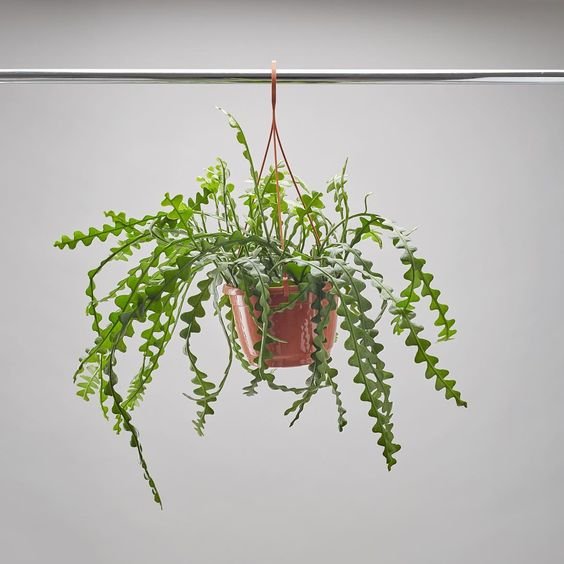 Cactus-zigzag-Cactus-Ric-Rac-Espina-de-pez-para-decorar